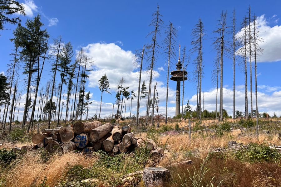 Photography - Wald an der Hohen Wurzel bei Wiesbaden
