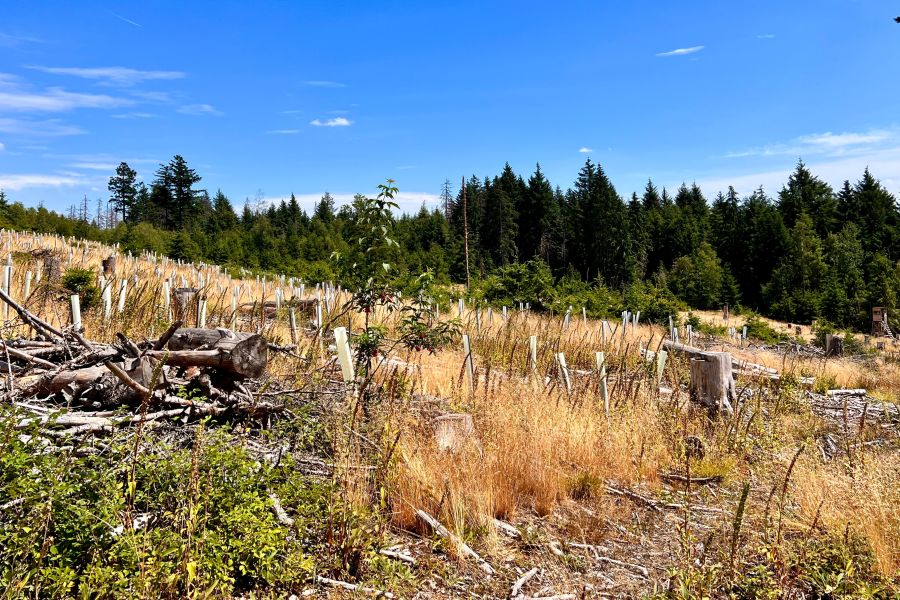 Photography - Wald an der Hohen Wurzel bei Wiesbaden
