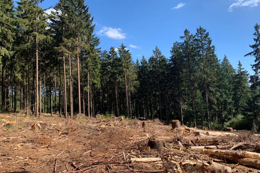 Photography - Wald an der Hohen Wurzel bei Wiesbaden