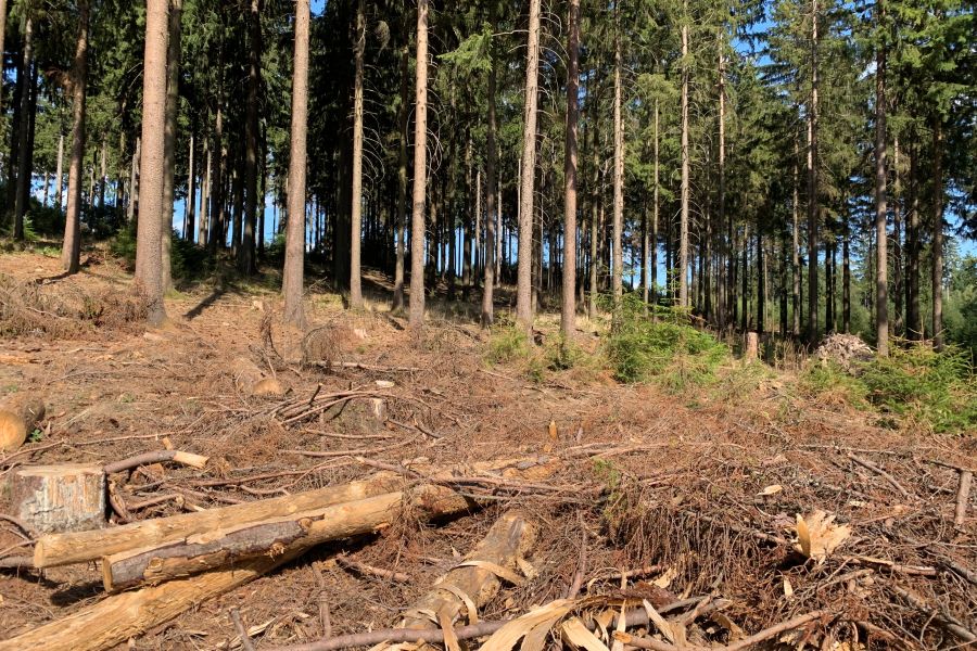 Photography - Wald an der Hohen Wurzel bei Wiesbaden