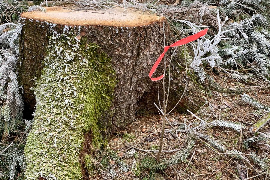 Photography - Wald an der Hohen Wurzel bei Wiesbaden