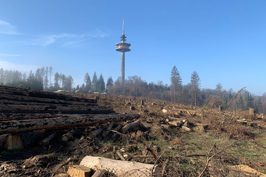 Photography - Wald an der Hohen Wurzel bei Wiesbaden